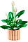 Конструктор LEGO Botanicals Спатифиллум