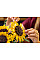 Конструктор LEGO Botanicals Букет соняшників