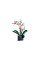 Конструктор LEGO Icons Botanicals Орхідея