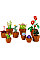 Конструктор LEGO Icons Botanicals Маленькі квіти