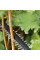 Кущоріз акумуляторний Bosch UniversalHedgeCut 18V-50 18В 50мм крок різу 20мм 2.3кг без АКБ та ЗП