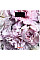 Весы ARDESTO напольные Peonies, 150кг, AAAx2 в комплекте, стекло, многоцветные.