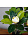 Искусственное растение Magnolia / Магнолия 40 см Engard (DW-16)