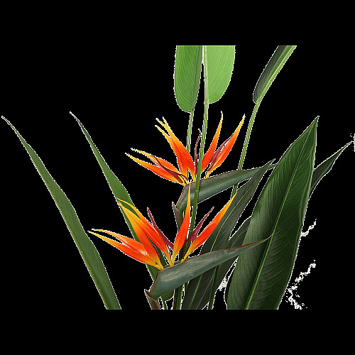Штучна рослина Strelitzia 140 см Engard (DW-09)
