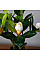 Искусственное растение Magnolia / Магнолия 40 см Engard (DW-16)