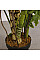 Штучна рослина Lacy Tree / Монстера 150 см Engard (DW-29)