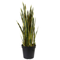 Штучна рослина Sansevieria / Сансевієрія  65см Engard (DW-12)