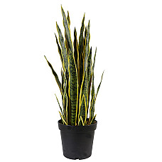 Штучна рослина Sansevieria / Сансевієрія  65см Engard (DW-12)