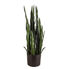 Штучна рослина Sansevieria / Сансевієрія  65см Engard (DW-10)