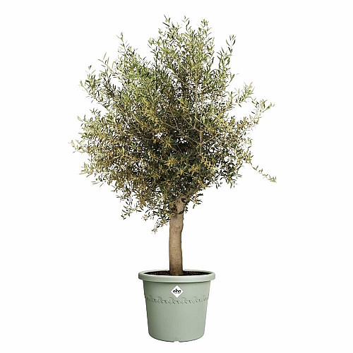 Вазон Elho Algarve Cilindro 48 см, оливковий