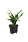 Вставка з автополивом Elho Self-Watering Insert 21 см, чорна
