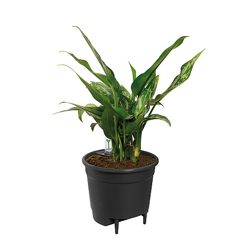 Вставка з автополивом Elho Self-Watering Insert 21 см, чорна