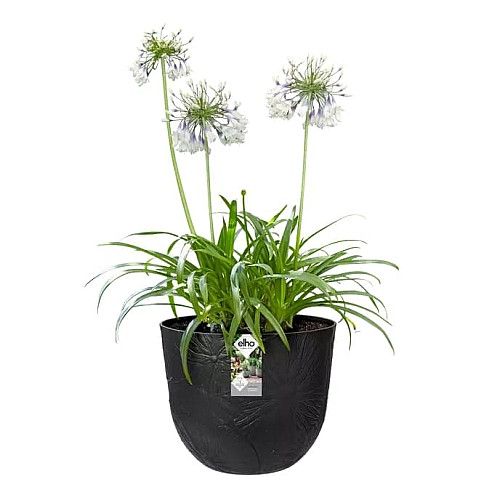 Вазон Elho fuente lily 30*24см чорний