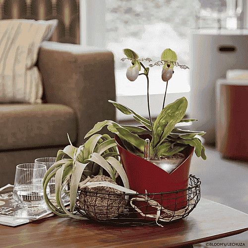 Вазон Lechuza Orchidea Білий