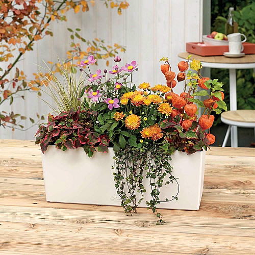 Вазон Lechuza BALCONERA Color 40, мускат