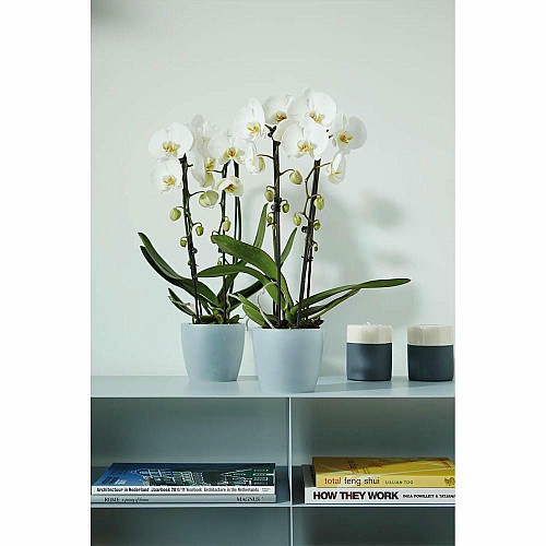 Вазон Elho brussels orchid 16 см прозорий