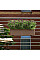 Вазон Lechuza BALCONERA Color 40, мускат