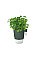 Вазон Elho Brussels Herbs (зелений)