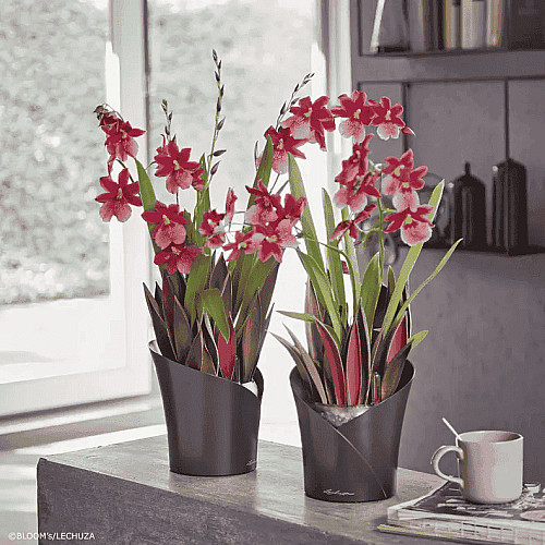 Вазон Lechuza Orchidea Білий