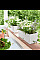 Вазон Lechuza Balconera Cottage 50 Бежевый