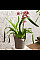 Вазон Lechuza Orchidea Білий
