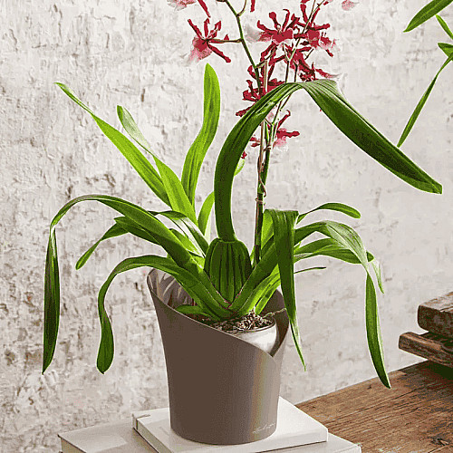Вазон Lechuza Orchidea Білий