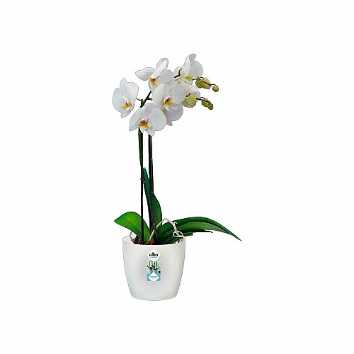 Вазон Elho brussels orchid 16 см прозорий