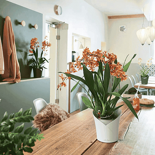 Вазон Lechuza Orchidea Білий