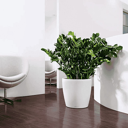Вазон Lechuza Classico Color 35 Бежевий
