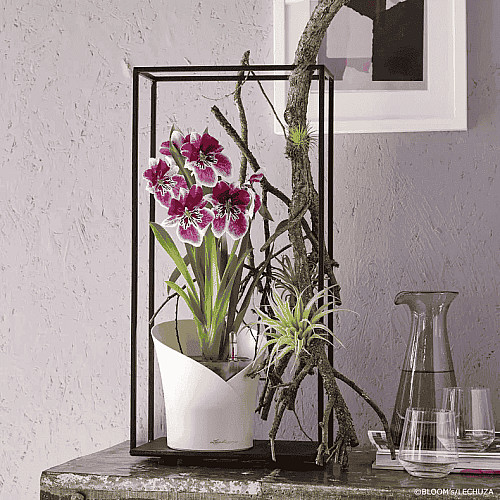 Вазон Lechuza Orchidea Білий