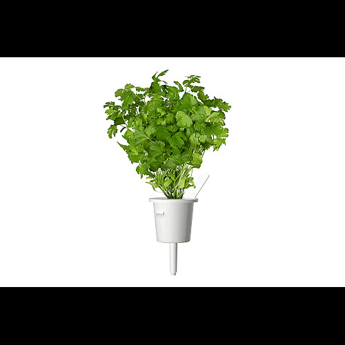 Змінний картридж Click and Grow Петрушка 7359 (3 капсули)