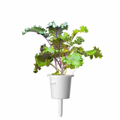 Змінний картридж Click and Grow Червона капуста Кейл 8752 (3 капсули)