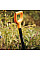 Лопата пряма Fiskars Solid (1066717)