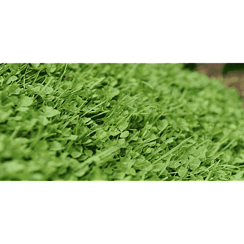 Мікроконюшина Піполіна / Pipolina DLF Trifolium 0,45 кг *12 шт
