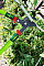 Сучкорез плоский Verto, держатель прорезиненный, антискользящий, d 30мм, 700мм, 1310гр