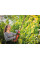 Кущоріз акумуляторний Einhell Professional GP-CH 18/50 Li BL - Solo 18В 56см крок різу 20мм 2.45кг без АКБ та ЗП