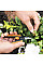 Ножиці Fiskars Solid Micro-Tip SP13 для рослин (1051600)