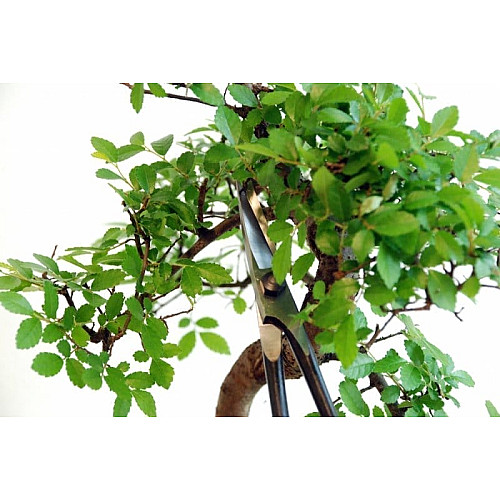 Ножиці Okatsune Bonsai KST206 для бонсай