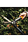 Кущоріз Fiskars PowerGear HS72 для живоплоту (1000596)
