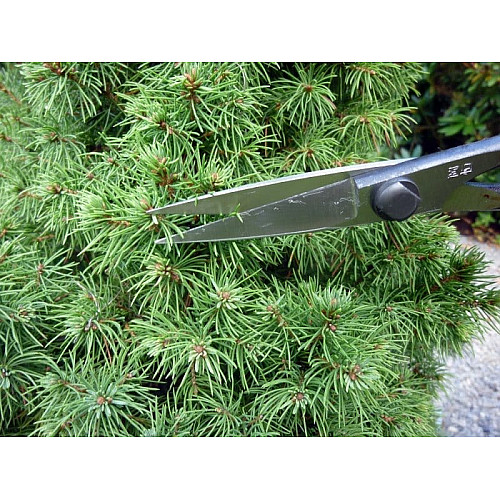 Ножиці Okatsune Bonsai KST206 для бонсай