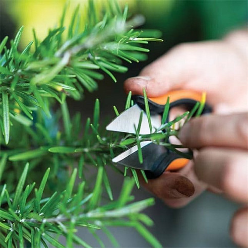 Ножиці Fiskars Solid SP220 для трав та квітів (1063326)