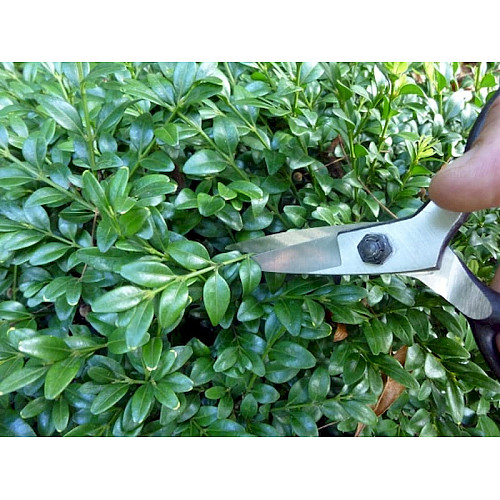 Ножницы Okatsune Bonsai KST203 для бонсай