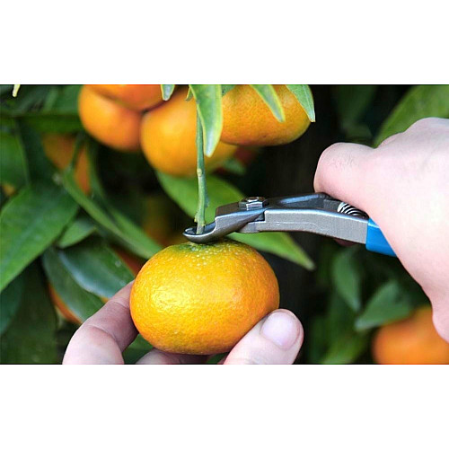 Кусачки 130 мм для збору яблук та плодів, Manzana (M14L-AM)