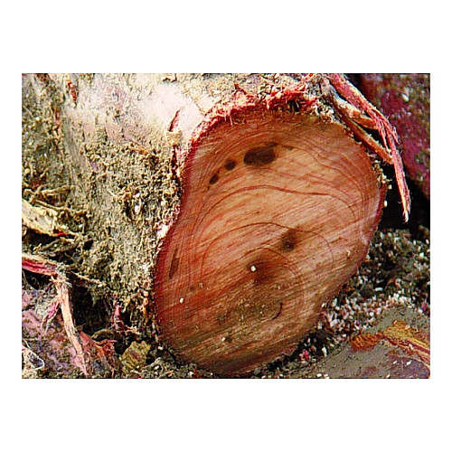 Пила для коріння Silky Gomtaro 240-8 Root (153-24)