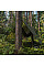 Тент камуфляж CAMOforest, 1,5х5м, 90 г/м², PLCF901,5/5