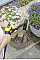 Щітка для мінімийок Karcher серій K2-K7