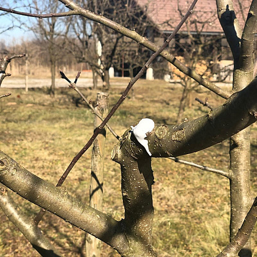 Лак-бальзам Bio Plantella Arbosan з фунгіцидом садова замазка з пензликом, 350 г (Арбосан Біо)