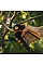 Секатор Fiskars PowerGear X-series P961 L обвідний (1057175)