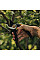 Секатор Fiskars Solid P321 обводной (1057162)
