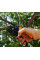 Секатор Fiskars з храповим механізмом PowerStep P83 111670 (1000575)